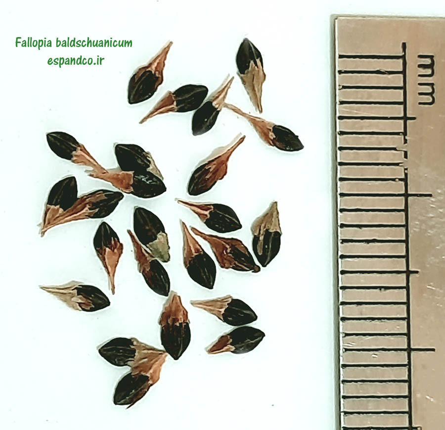  Fallopia baldschuanicum seed 